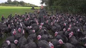 في فيديو كوميدي .. ديك رومي يقرص مراسلة على الهواء  و ينتهي بمشهد غريب!