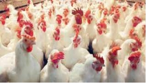 احتجاجا على ارتفاع الأسعار بالمغرب .. نشطاء يدعون إلى المقاطعة استهلاك الدواجن