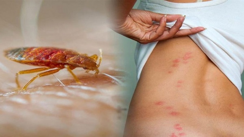 بق الفراش حشرة صغيرة بلا أجنحة وذات لون بني مائل للأحمر