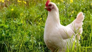 المائدة الجزائرية تخسر الدجاج، بعد إفلاس المربين